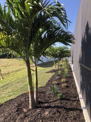 Two double Christmas palms on each corner and a nice triple in the middle behind our spa-the focus of the pool design...