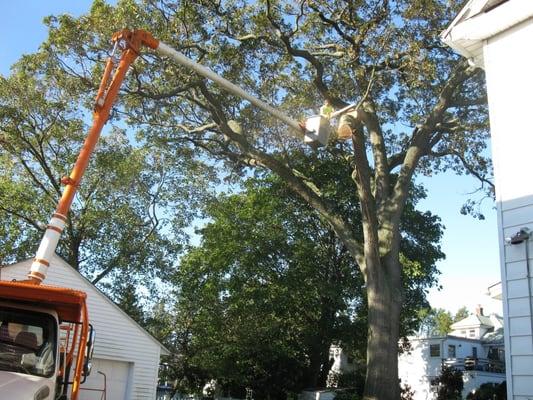 Tree limb removal