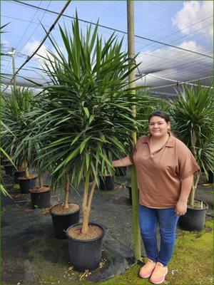 Sunshine Tropical Foliage