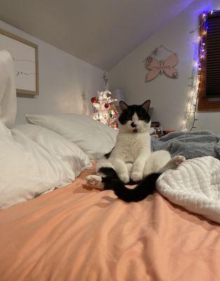 Two By Two Animal Hospital