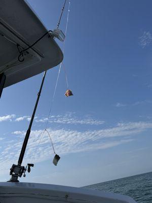 Fish Hook Charters