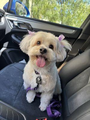 Wagging Tails Pet Grooming