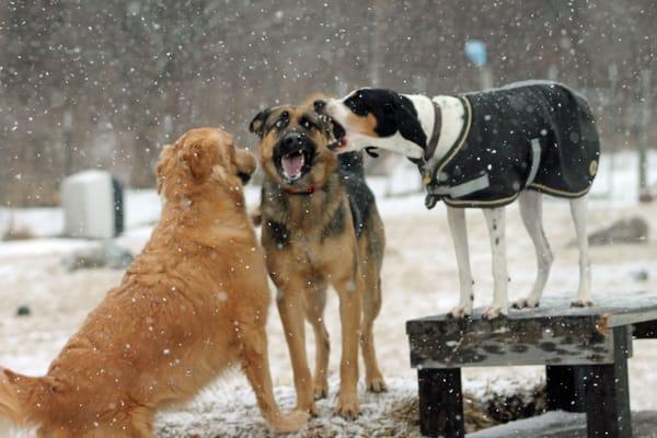 Quincy, Winston, & Holly caroling