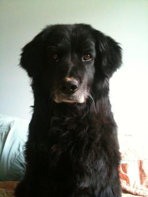 Country Roads Veterinary Svc