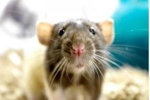 Clark's Pet Emporium