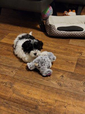 This is my new baby and he is wonderful. I fully recommend her to go buy a puppy .