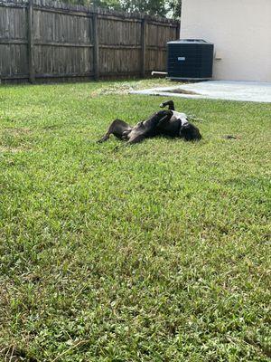 Grass Barbers Lawn Maint