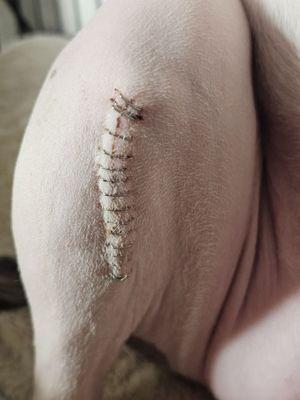 Gateway Veterinary Surgery