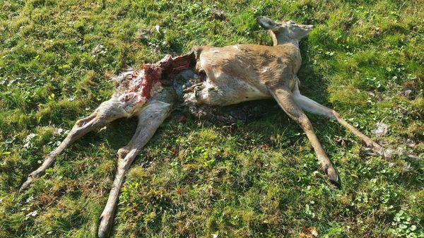 Wildlife Exterminator Buffalo