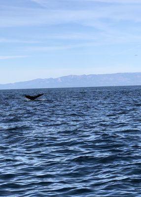 Channel Islands Dolphin Adventures