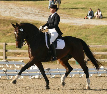 Half Halt Stables Dressage Training