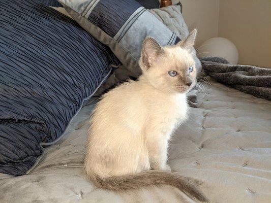 Auto Spa of Northshore