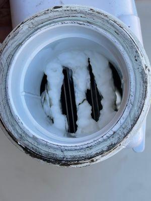 Dolphin Pool Maintenance