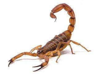 Circle S Pest Control