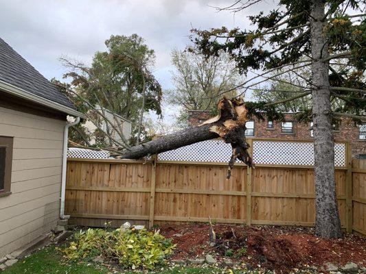 Pine tree laying on fence