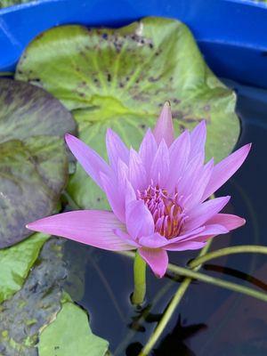 Day blooming water lily.