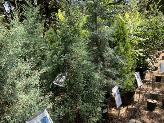 Barton Springs Nursery