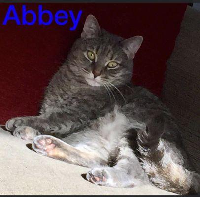 All 4 Paws Animal Hospital