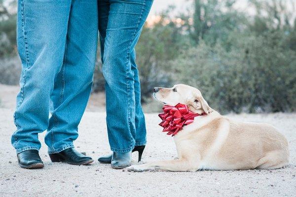 Desert Labrador Retriever Rescue