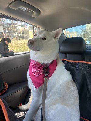 NY Puppy Club