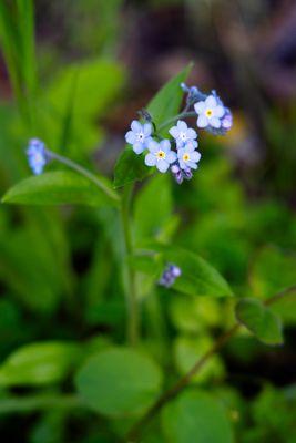 Russian Ridge Preserve