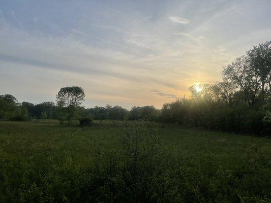 Berkeley Prairie Forest Preserve