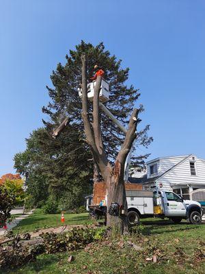 This is the removal of a Norway maple on the north side of Madison.