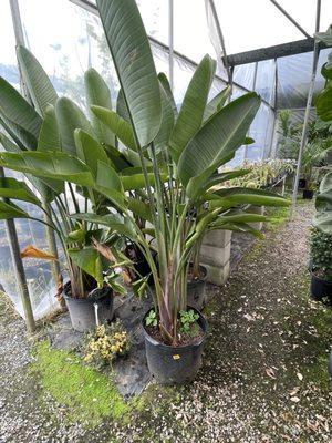 Clegg's Nursery -Greenwell Springs