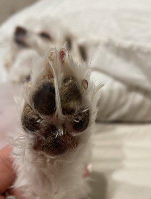 Paws And Claws Hotel & Spa