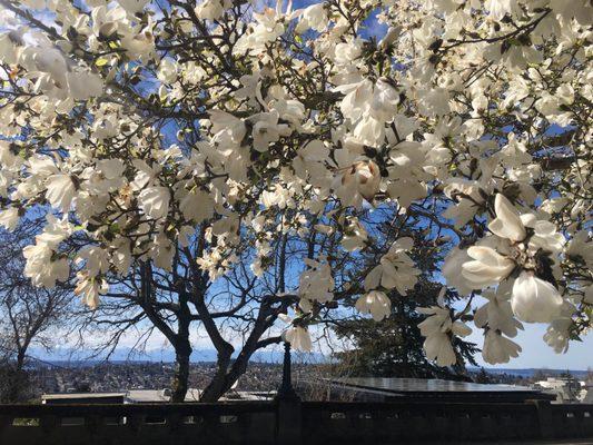 Queen Anne Boulevard