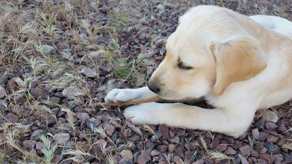 Diane Riddell Pet Sitting