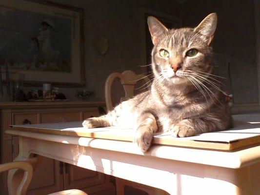 Pampered Pet Services, LLC