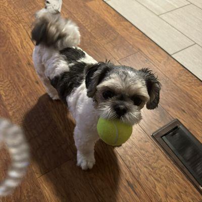 West Lauderdale Veterinary Hospital