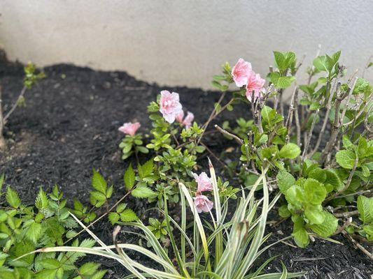 Backyard Landscaping