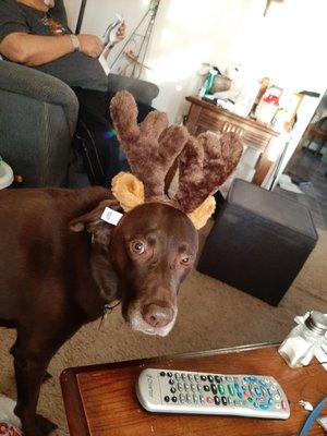 Mobile Pet Care Clinic