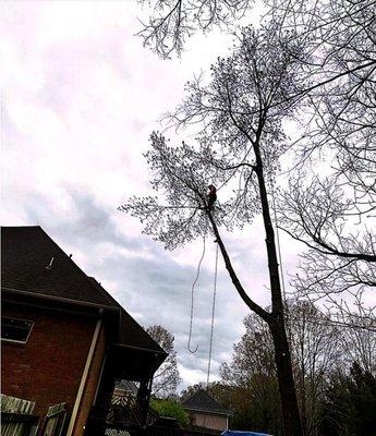 States Professional Tree Services