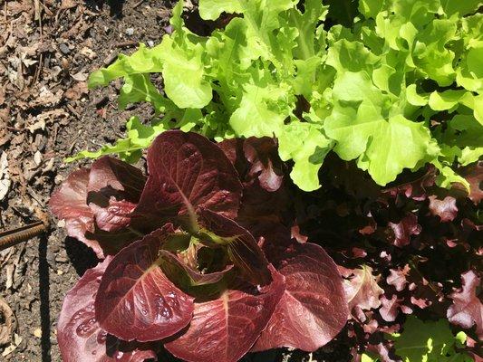 Texas Kitchen Gardens