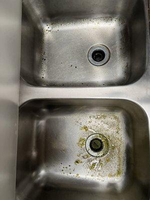 Algae in kitchen sink