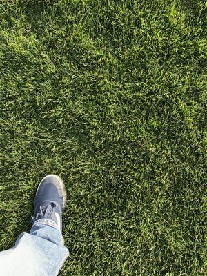 Perennial Ryegrass maintained at 2" hoc.