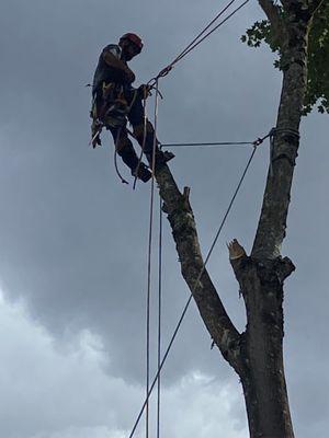 Elevated Tree And Construction