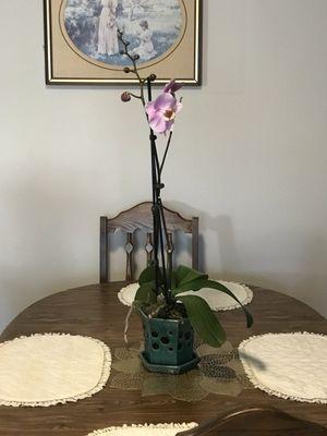 Matkins Flowers & Greenhouse
