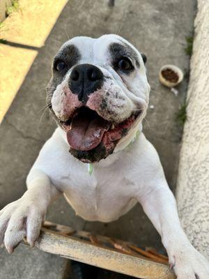 Reese's Rainbow Mobile Pet Salon