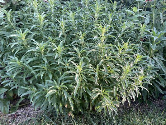 Palms On the Parkway