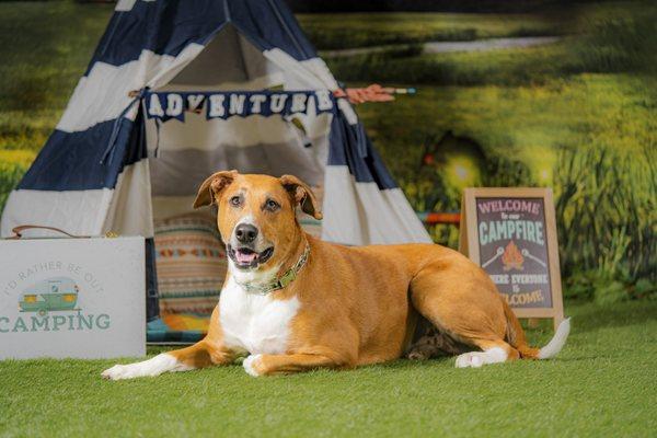 Millis Animal Hospital