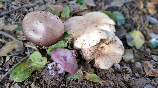 Bannon Creek Parkway