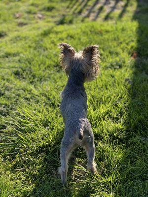 Taylor’s House and Pet Sitting