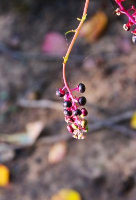 Bombay Hook National Wildlife Refuge