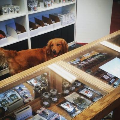 Sophie waiting to say hi to another customer.