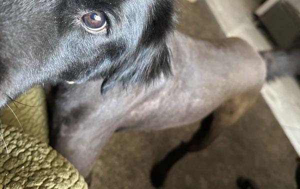 Best Friends Grooming