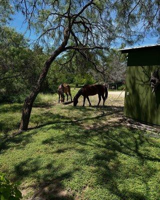 They just walked up and stared eating honey mesquite seed pods. They didn't mind us at all! Y'all!